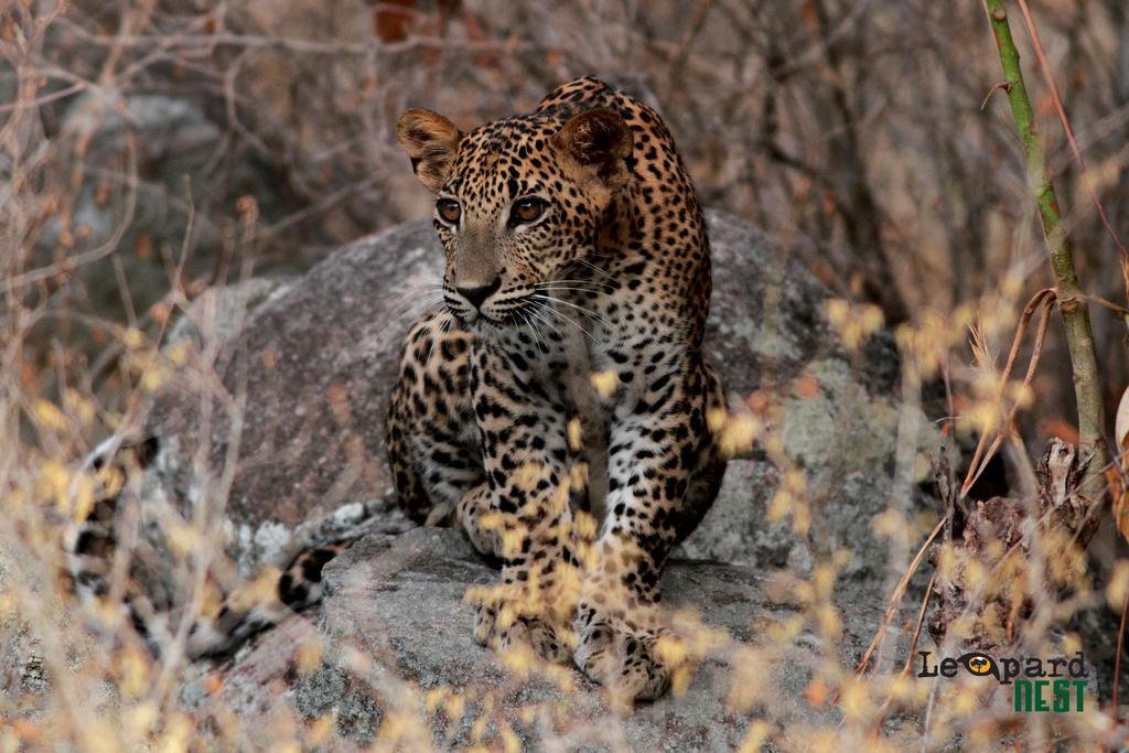 Leopard Nest - Glamping In Yala 호텔 외부 사진